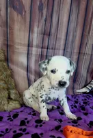 Giggles orange , a male Dalmatian for sale in Cape May, NJ – 7 of 7