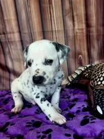 Giggles orange , a male Dalmatian for sale in Cape May, NJ – 4 of 7