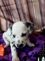 Giggles orange , a male Dalmatian for sale in Cape May, NJ – 3 of 7