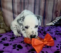 Giggles orange , a male Dalmatian for sale in Cape May, NJ – 2 of 7