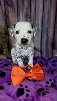 Giggles orange , a male Dalmatian for sale in Cape May, NJ – 5 of 7