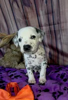 Giggles orange , a male Dalmatian for sale in Cape May, NJ – 6 of 7