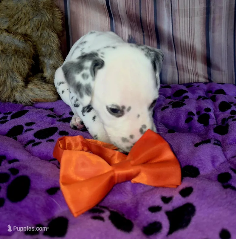 Giggles orange  – Dalmatian puppy for sale in Cape May, NJ