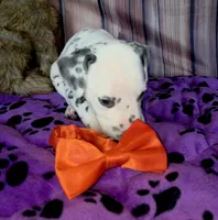 Giggles orange , a male Dalmatian for sale in Cape May, NJ – 1 of 7