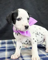 Dilly purple , a female Dalmatian for sale in Cape May, NJ – 4 of 10