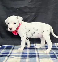 Dilly pink , a female Dalmatian for sale in Cape May, NJ – 7 of 10