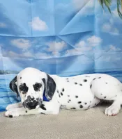 Fraidy blue LUA, a male Dalmatian for sale in Cape May, NJ – 7 of 10