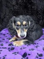 Mini dach red, a male Miniature Dachshund for sale in Cape May, NJ – Photo 9 of 10