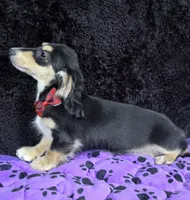 Mini dach red, a male Miniature Dachshund for sale in Cape May, NJ – Photo 5 of 10