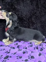 Mini dach red, a male Miniature Dachshund for sale in Cape May, NJ – Photo 10 of 10