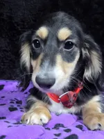 Mini dach red, a male Miniature Dachshund for sale in Cape May, NJ – Photo 1 of 10