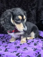 Mini dach red, a male Miniature Dachshund for sale in Cape May, NJ – Photo 7 of 10