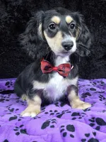 Mini dach red, a male Miniature Dachshund for sale in Cape May, NJ – Photo 8 of 10