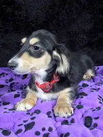 Mini dach red, a male Miniature Dachshund for sale in Cape May, NJ – Photo 3 of 10