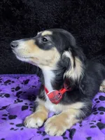 Mini dach red, a male Miniature Dachshund for sale in Cape May, NJ – Photo 4 of 10