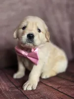 Golden pink, a female Golden Retriever for sale in Cape May, NJ – 4 of 8
