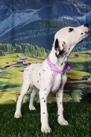 Aphrodite purple LUA , a female Dalmatian for sale in Cape May, NJ – 1 of 10