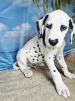 Fraidy brown LUA, a male Dalmatian for sale in Cape May, NJ – 8 of 9