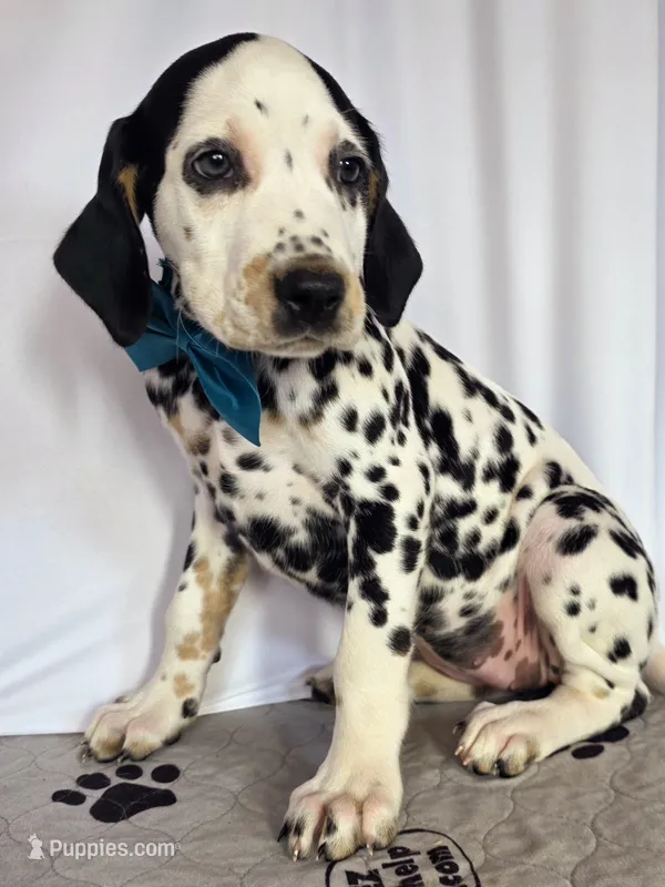 Zoomy aqua tri-color  – Dalmatian puppy for sale in Cape May, NJ