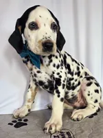 Zoomy aqua tri-color , a female Dalmatian for sale in Cape May, NJ – 1 of 10