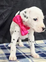 Dilly pink , a female Dalmatian for sale in Cape May, NJ – 2 of 10