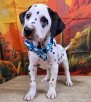 Carmella aqua, a female Dalmatian for sale in Cape May, NJ – 6 of 10