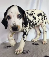 Zoomy aqua tri-color , a female Dalmatian for sale in Cape May, NJ – 3 of 10