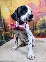 Carmella pink, a female Dalmatian for sale in Cape May, NJ – 4 of 10