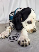 Zoomy aqua tri-color , a female Dalmatian for sale in Cape May, NJ – 8 of 10