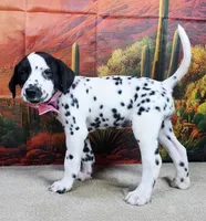 Carmella pink, a female Dalmatian for sale in Cape May, NJ – 2 of 10