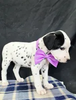 Dilly purple , a female Dalmatian for sale in Cape May, NJ – 9 of 10