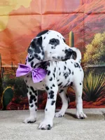 Carmella purple , a female Dalmatian for sale in Cape May, NJ – 2 of 10