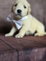 Golden white, a female Golden Retriever for sale in Cape May, NJ – 6 of 10