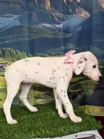 Aphrodite pink LUA, a female Dalmatian for sale in Cape May, NJ – 7 of 10