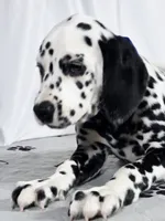 Zoomy blue , a male Dalmatian for sale in Cape May, NJ – 9 of 10