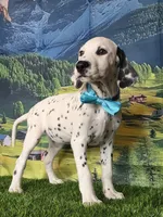 Aphrodite aqua LUA, a female Dalmatian for sale in Cape May, NJ – 4 of 6