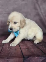 Golden aqua , a female Golden Retriever for sale in Cape May, NJ – 5 of 10