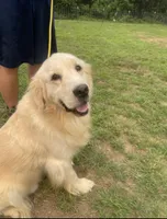 AKC full rights Golden , a male Golden Retriever for sale in Cape May, NJ – 5 of 9