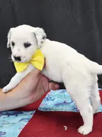 Opal yellow long coat, a female Dalmatian for sale in Cape May, NJ – 7 of 8