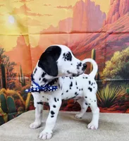 Carmella blue, a female Dalmatian for sale in Cape May, NJ – 6 of 10