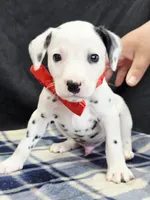 Dilly red, a male Dalmatian for sale in Cape May, NJ – 2 of 10