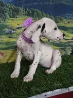 Aphrodite purple LUA , a female Dalmatian for sale in Cape May, NJ – 4 of 10