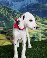 Aphrodite hot pink LUA , a female Dalmatian for sale in Cape May, NJ – 7 of 10