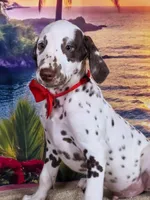 Karma red , a male Dalmatian for sale in Cape May, NJ – 4 of 10