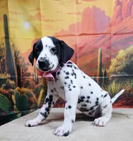 Carmella pink, a female Dalmatian for sale in Cape May, NJ – 3 of 10