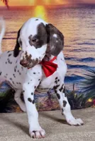 Karma red , a male Dalmatian for sale in Cape May, NJ – 1 of 10