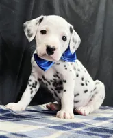 Dilly blue, a male Dalmatian for sale in Cape May, NJ – 6 of 10