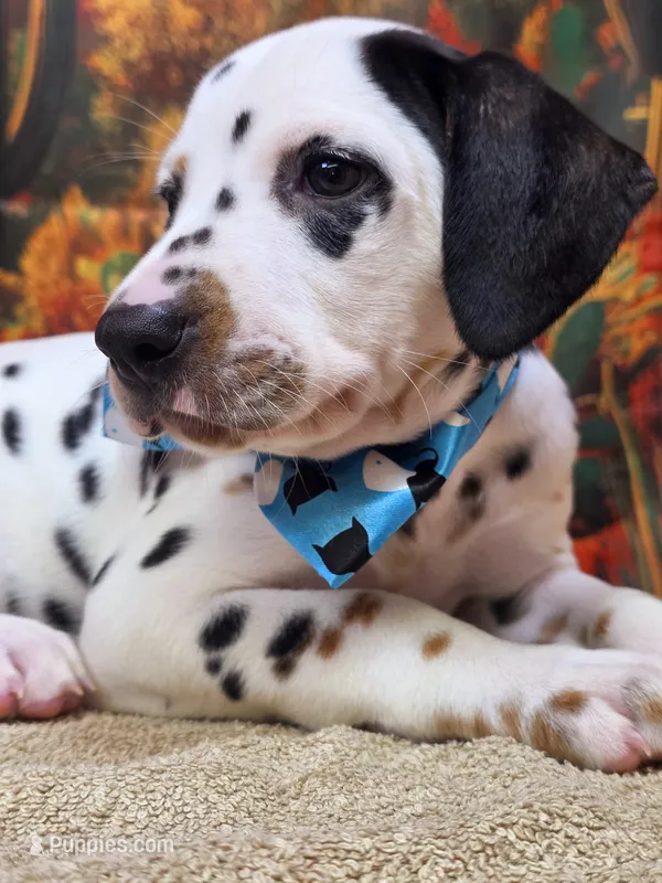 Carmella aqua – Dalmatian puppy for sale in Cape May, NJ