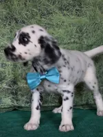 Mila aqua long coat, a female Dalmatian for sale in Cape May, NJ – 9 of 10