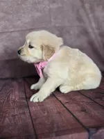 Golden pink, a female Golden Retriever for sale in Cape May, NJ – 2 of 8